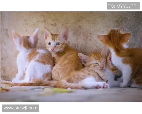 羽毛球新手必看：灵活性训练与技巧全面指南助你快速入门